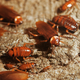 Illustration for article titled A Million Cockroaches Escaped From A Chinese Farm And Are On The Move